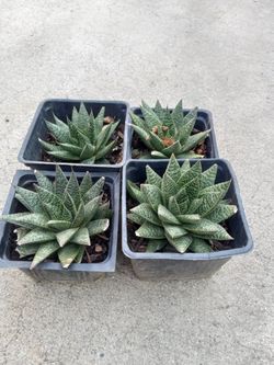 Succulent Nice Plants 5.00 Each Buy Now 
