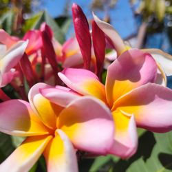 Plumerias Plant bluming.