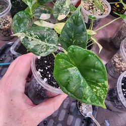 🐉 Alocasia Baginda "Dragon Scale" TriColor 💚💛🤍