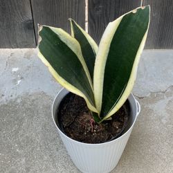 Snake Plant Sansevieria Golden Yellow and Green House Plant in Decorative White Pot  Cash only  