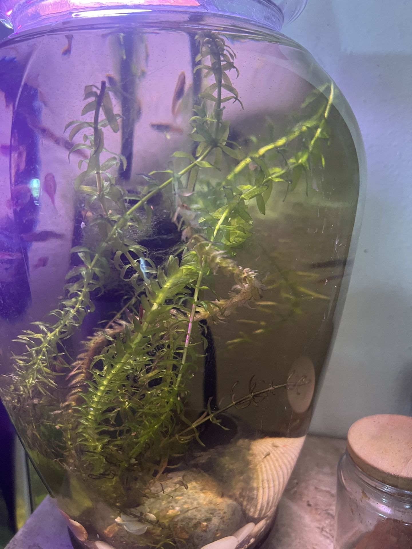 FISH TANKS - Setup - Plug In And Enjoy .