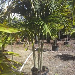PRICE REDUCED! CHRISTMAS PALM IN 15 GALLONS 5' FEET TALL WITH MULTIPLE TRUNK FOR ONLY $50! ONLY A FEW LEFT