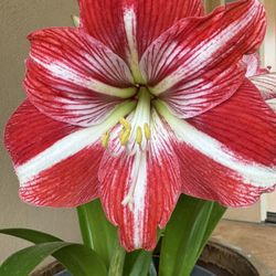 Multiple Amaryllis Lily Flower Plants/Bulbs With Decorative Pot (blooming today (5/4/24)