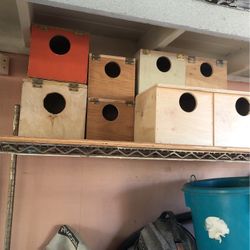Big Bird Nest