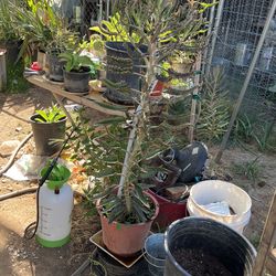 Planta Del Cocodrilo