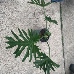 Philodendron Xanadu Plant 
