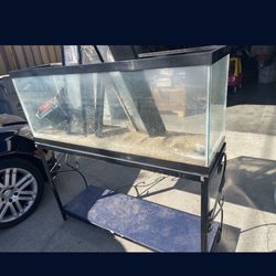 55 Gallon Fish Tank With Stand