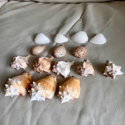 Natural Seashell Accent Set in Cream and Tan Decorative Beach Shells