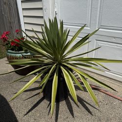 Yucca Gloriosa Palm Tree