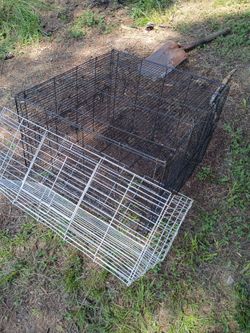 Chicken cages with chickens