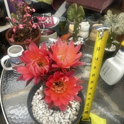 Echinopsis  Cactus