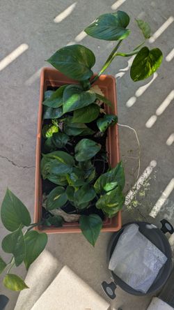 Large Potted Golden Pothos in Rectangular Planter Box