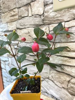 Upright Fuchsias Attract Hummingbirds. 