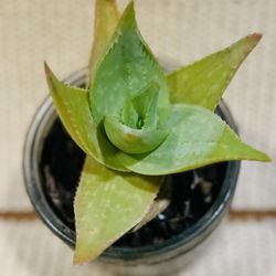 Baby Aloe