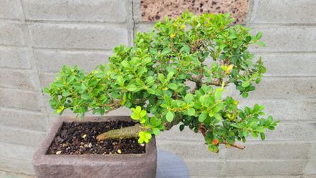 Bonsai tree boxwood plant .