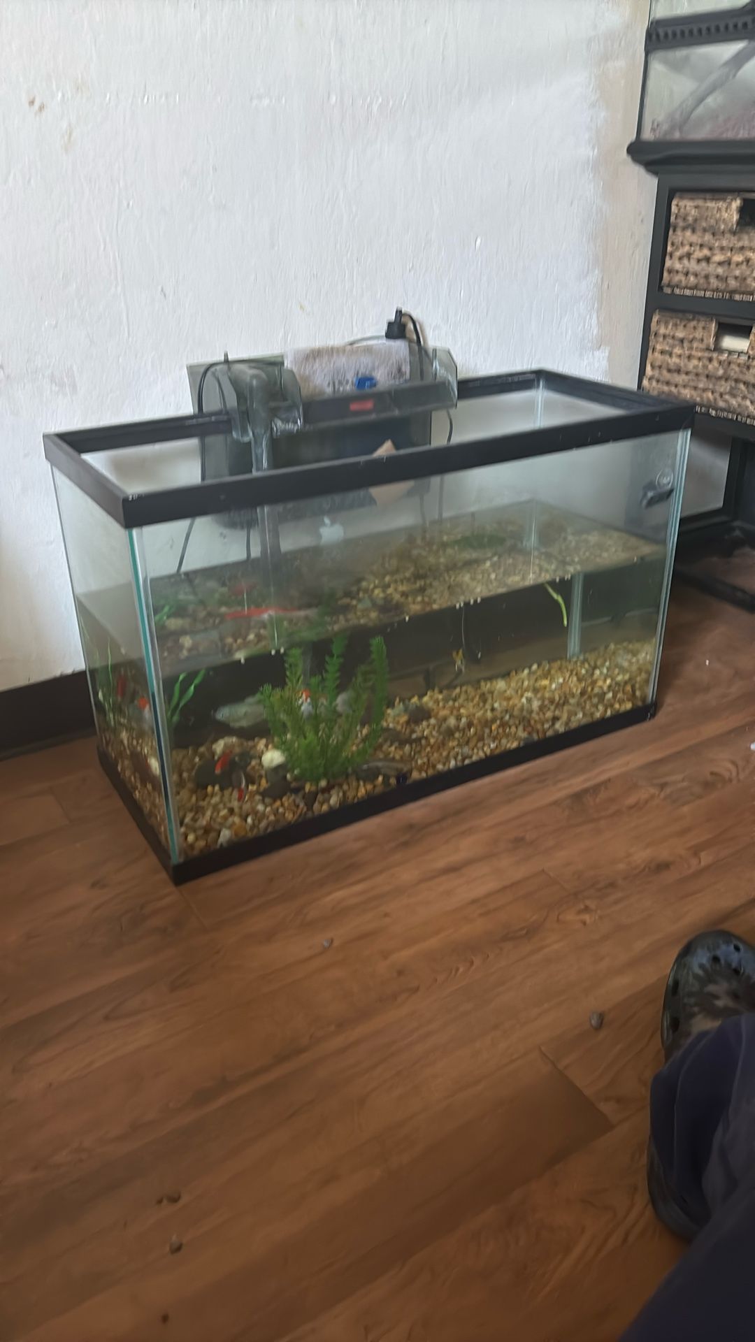30 Gallon Fish Tank