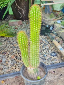 Cactus