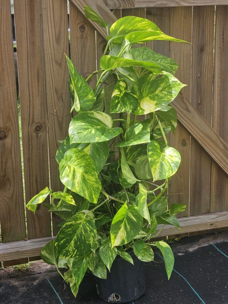 Hawaiian Big Leaf Pothos