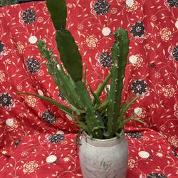 Cactus And Aloe Plant 