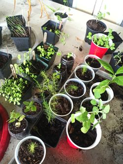 Vegetable ,herb ,fruit,and flower plants $1