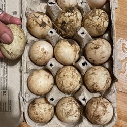 Dozen Duck Eggs 