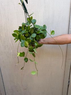 6” hoya keysii