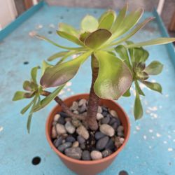 Nice Plant 