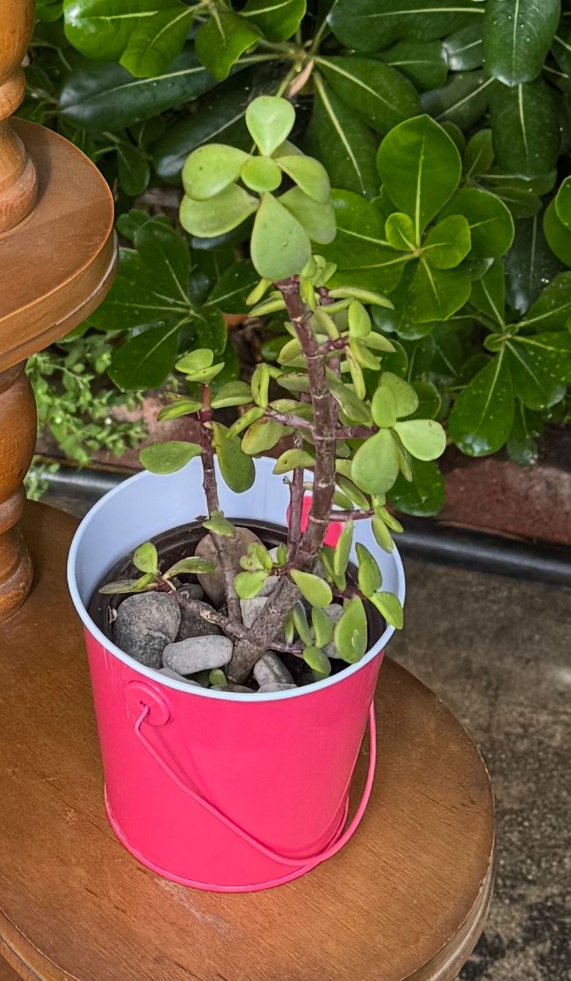 Elephant bush, Portulacaria afra, Jade plant -