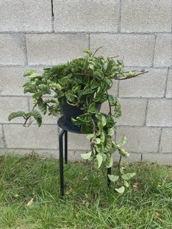 Hoya Krinkle 8 Plant