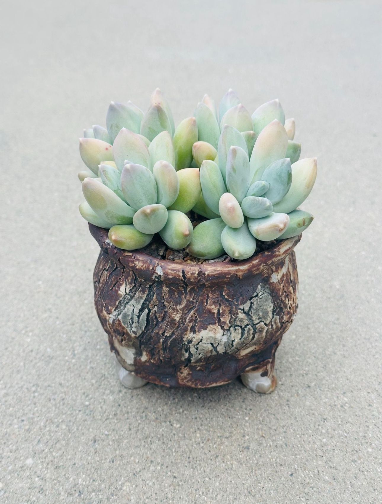 Succulents plants 🪴