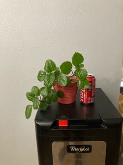 Swedish Ivy or millionaire plant