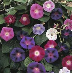 Mix Morning glory plants