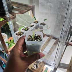 Alocasia Frydek Variegated 