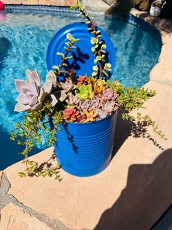 Mix succulents