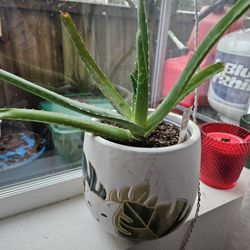 Aloe Vera In Nice Ceramic Pot, 4 Years, Inside 