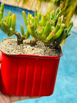 Gollum Jade Succulent in Blue Pot