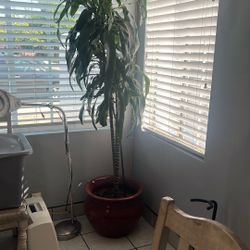 Beautiful Indoor Plant