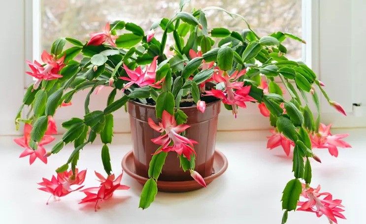 Purple Dancer Christmas Cactus Plant / Zygo cactus Plant/ Indoor Plant/ House Plant Flower Patio Garden 