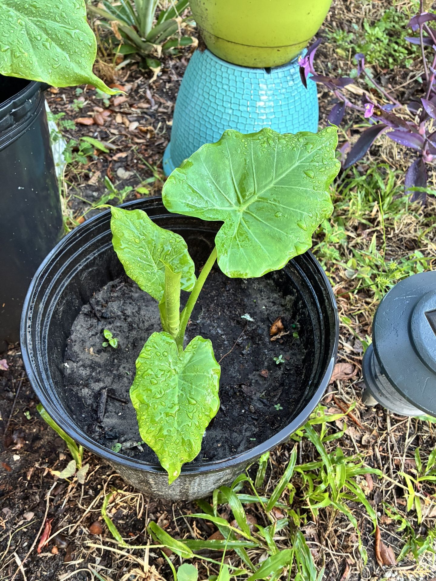 Small Alocasia $8