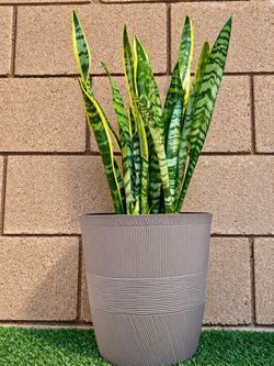 Snake plant $35