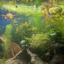 Moss and Plant