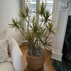 4ft Mature Dracaena Marginata Real Live Sculptural Character Houseplant Large Outdoor Indoor Tree Plant 