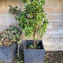Large Key Lime Tree – Healthy, Fruiting & In Large Pot