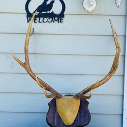 Elk Horn Mount 