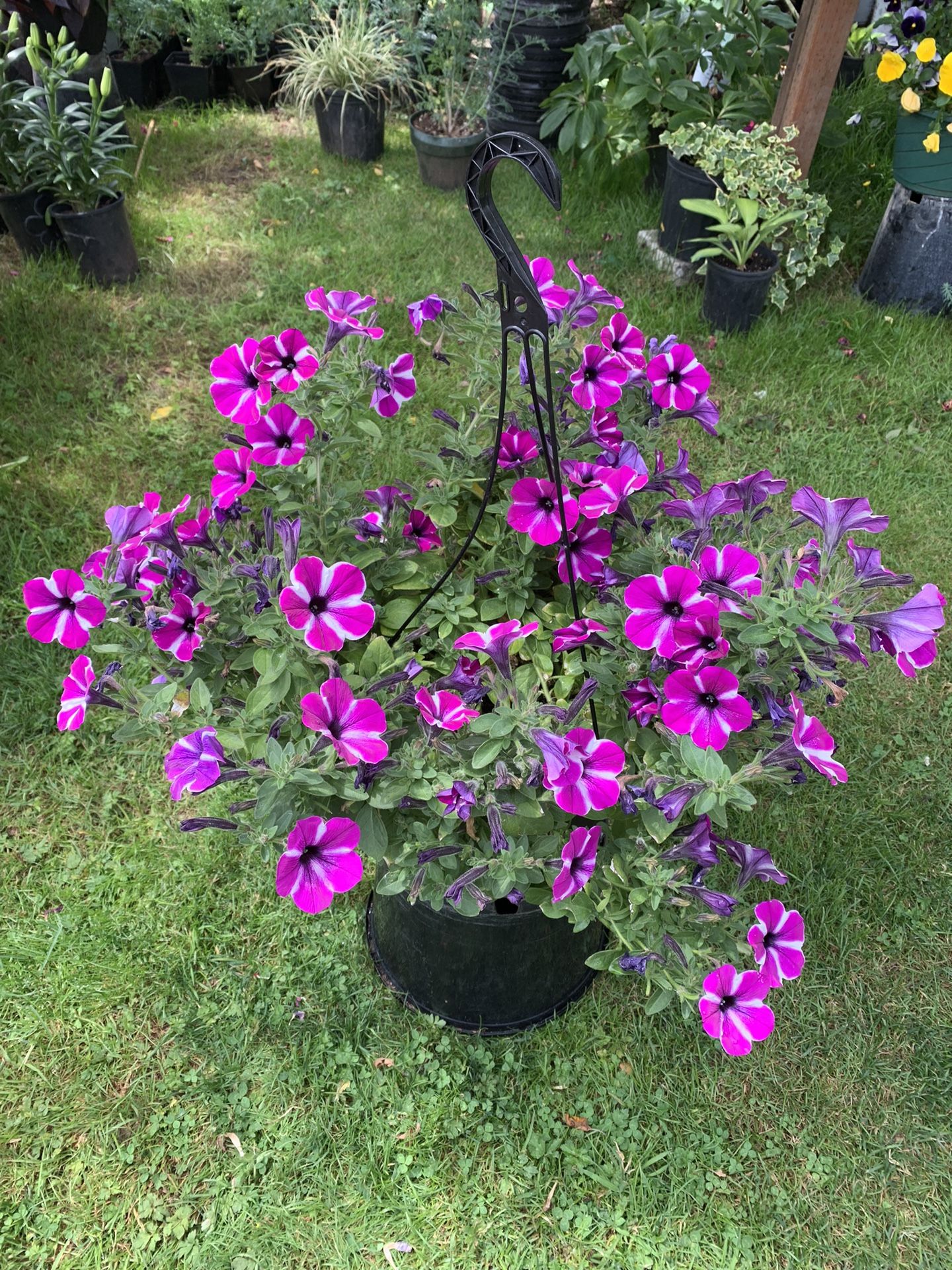 Outdoor Plant