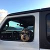 Toby