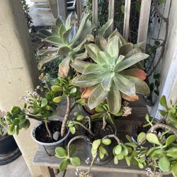 🌵🌵🌵A Lot Of Plants For Sale! 🌵🌵🌵