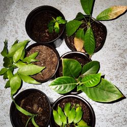 Tropical Fruit Trees Starter Pack