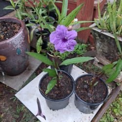 Mexican petunias