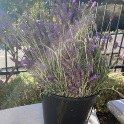 Free Fresh Cut Lavender For Sale